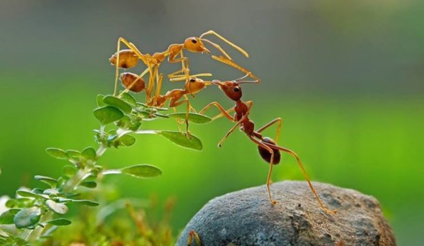 光勤勞是不夠的，螞蟻也是勤勞的。要看你為什麼而勤勞。